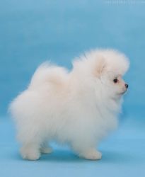 Pomeranian puppies available for free adoption