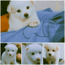 Rs.5000 only Pure breed snow ❄ white pomeranian puppies