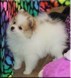 Sweet Pomeranian Puppy for Adoption
