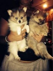 beautiful Pomeranian pups looking for a warm and loving home