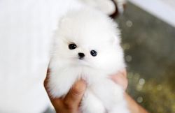 Incredibly cute Pomeranian puppies now available