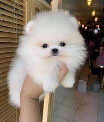 Purebred Pomeranian AKC puppies for rehoming