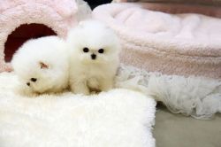 Little Paris Precious Black Pomeranian Puppy For Adoption
