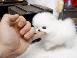 Gorgeous white Pomeranian Healthy Puppies