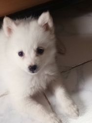 2 month old puppy