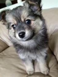 Pomeranian puppies for sale south bend, Indiana