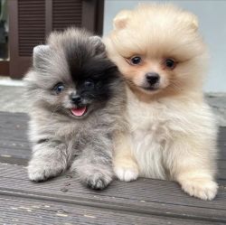 Pomerania Pups Available