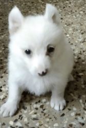 White Pomeranian puppy female for sale