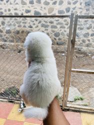 Good quality Pomeraniun puppy available at cheap price