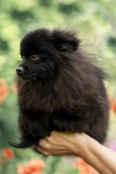 Pomeranian puppy for sale!