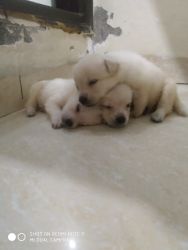 Want to sell puppies