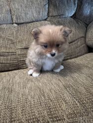 Pomchi puppy for sale