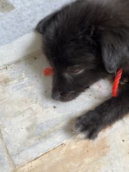 45 days black colour puppy