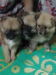 Pamorian dog's for sale