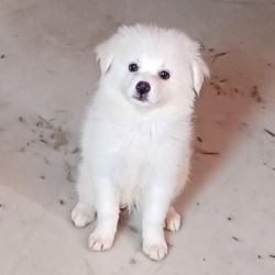 While pomeranian 2 and half months old