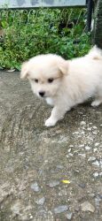 Pomeranian puppies For Sale !!!!