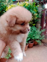 Golden brown mini size Pomeranian pups for sale