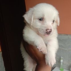 Pomarenian puppies for sale
