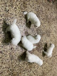 Miniature Pomeranian Puppies