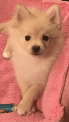 Pom Pup Female Blonde