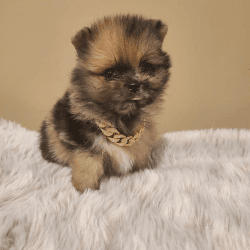 Merle Pomeranian