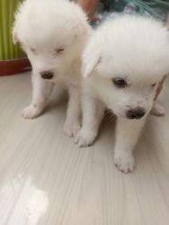 Both male and female Pomeranian available