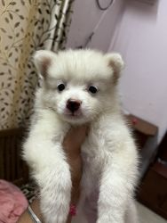 Russian pom For sale