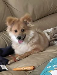 6 month male pomeranian for sale