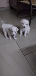 puppies pair for 5k male & female contact xxxxxxxxxx