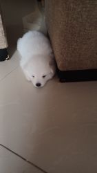 White pomeranian Puppy for sale