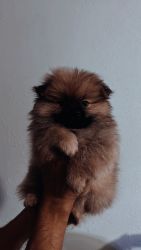 Incredibly beautiful Pomeranian puppies are offered for sale. The bab