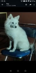 White color pomerian of 5years old