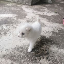 2month old pomeranian puppy for sale