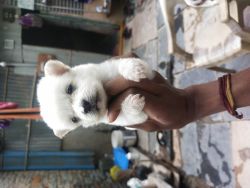 Puppy's for sale