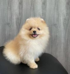 Teacup Pomeranians puppies for sale