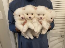 All white pure breed Pomeranians
