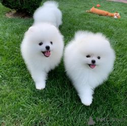Pomeranian puppies .Whatsapp/Viber +xxxxxxxxxxx