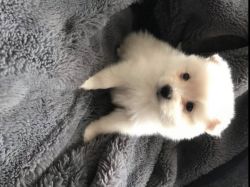 GORGEOUS FEMALES AND MALE POMERANIAN PUPPIES