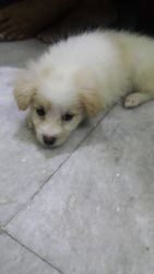 Two months old cute female pomeranian puppy