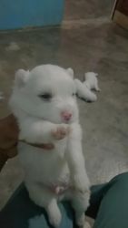 Cute Pomeranian pup in 5000