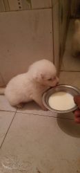 pomerian puppy white