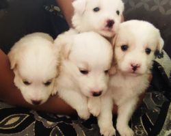 4 puppies for sale