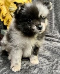 Priceless Pomeranian Puppy For Adoption or sale