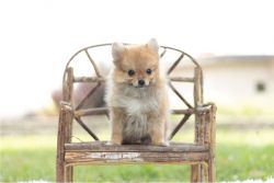 Home Trained Pomeranian Puppies for adoption