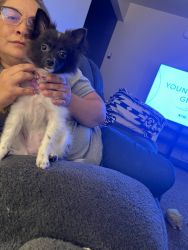 4 month old Pomeranian for sale