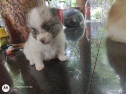 3 Beautiful Pomeranian puppy available now (5week)