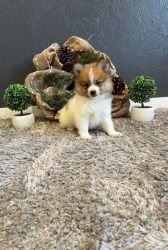Healthy Home Homeraised Pomeranian pups available for sale or adoption