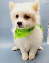 Priceless cream White Pomeranian Puppy For Adoption or sale
