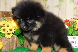 Precious Black Pomeranian Puppy For Adoption