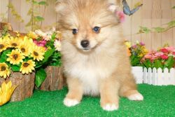 pomeranian puppy for Adoption for sale or adoption